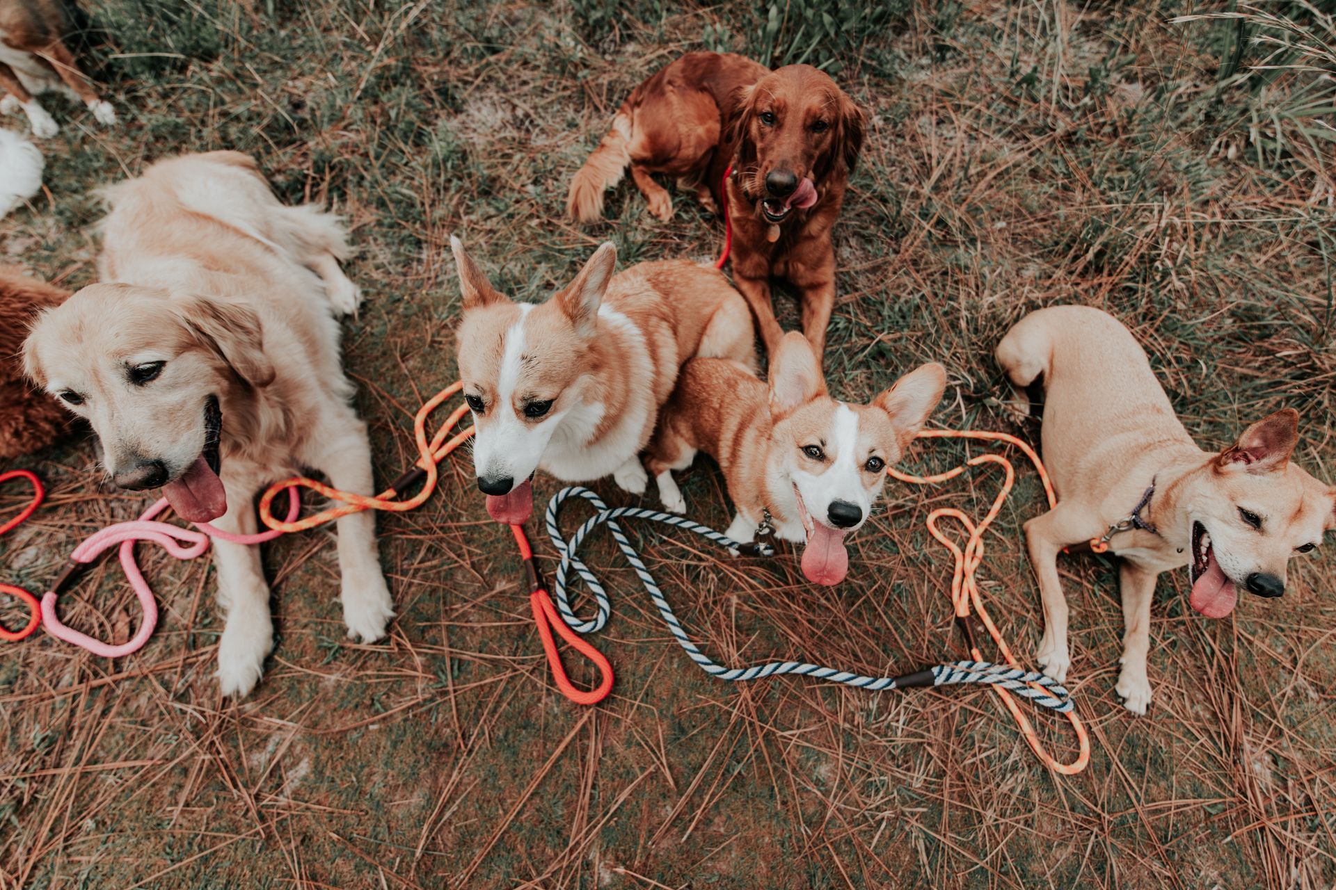 Chiens de races variées accueillis dans un environnement extérieur