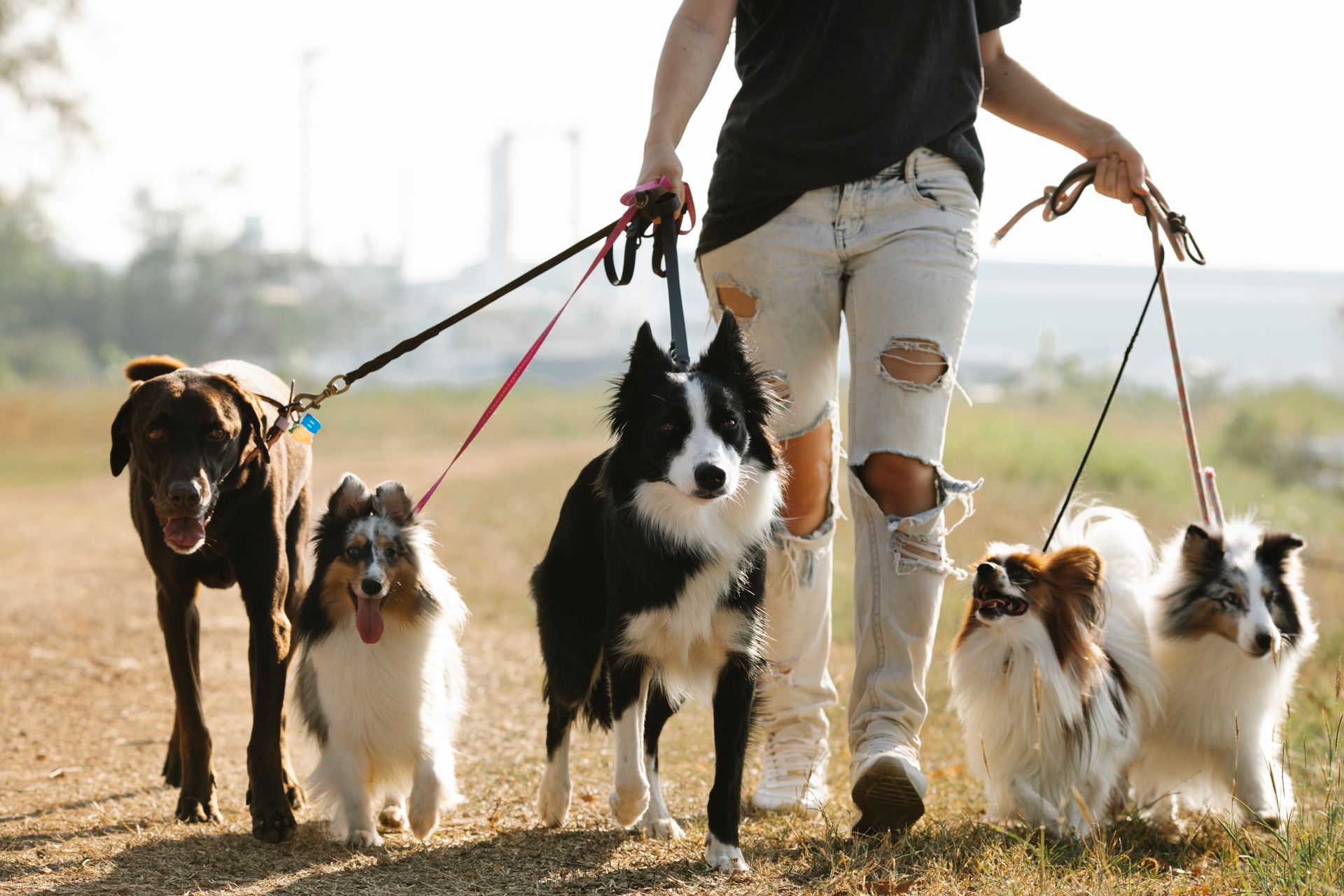 Promenade de plusieurs chiens de races variées accompagnés à la campagne