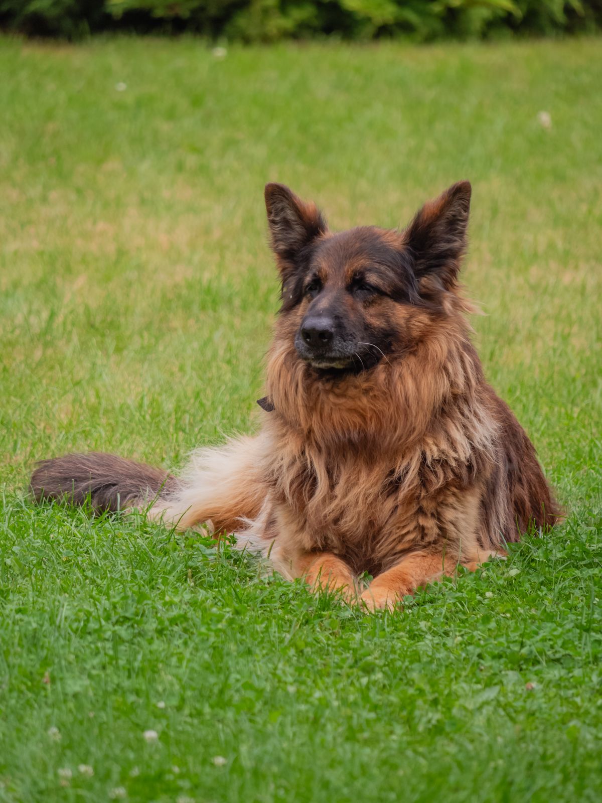 Berger allemand à poil long allongé dans l’herbe