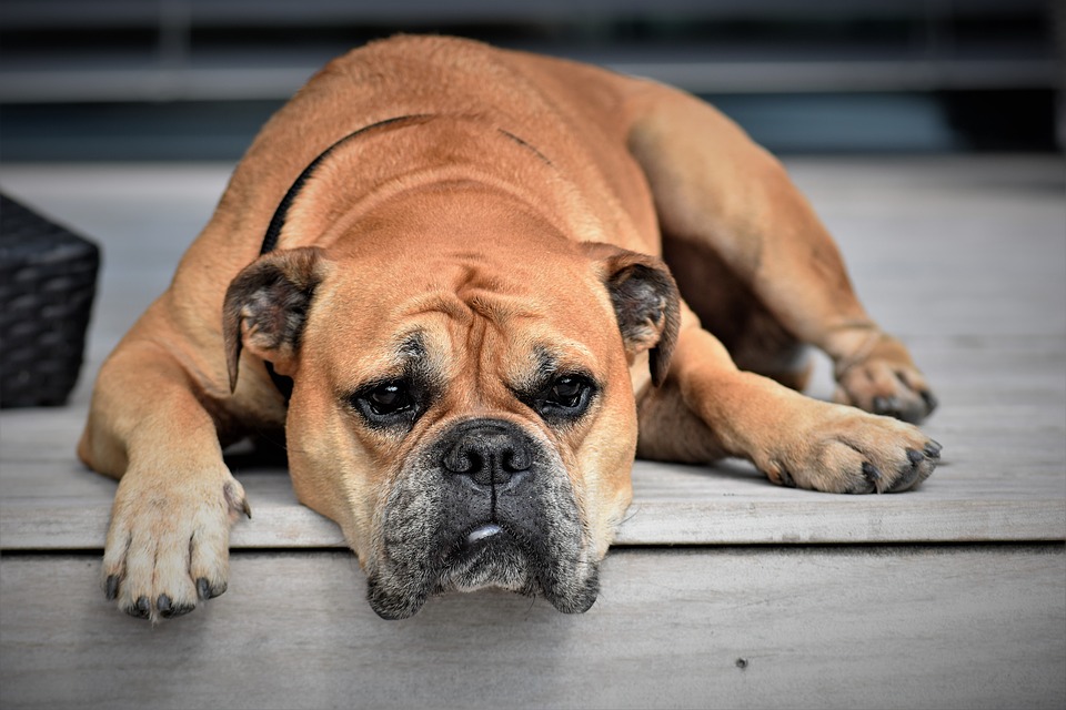 Continental Bulldog fauve debout sur un chemin en extérieur