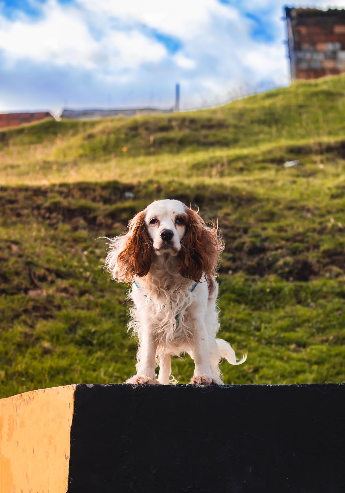 Cocker anglais debout sur une colline herbeuse