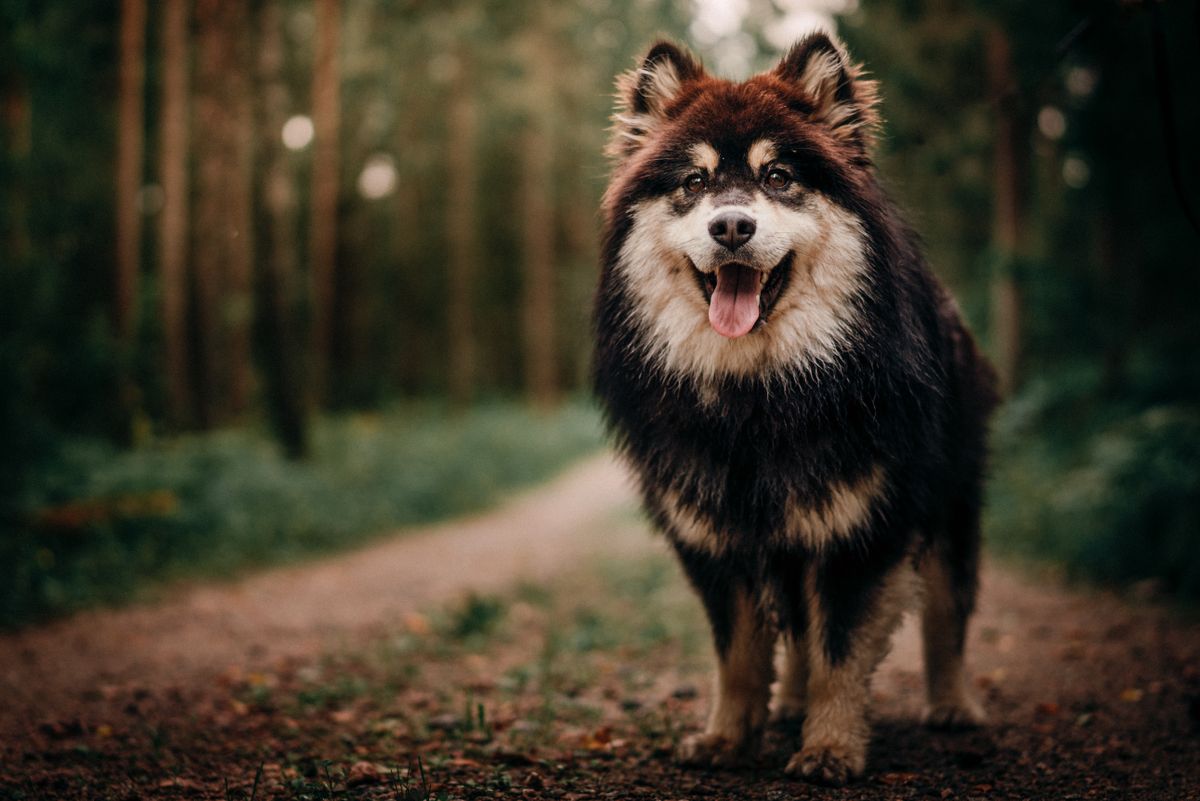 Chien finnois de Laponie sur un chemin forestier