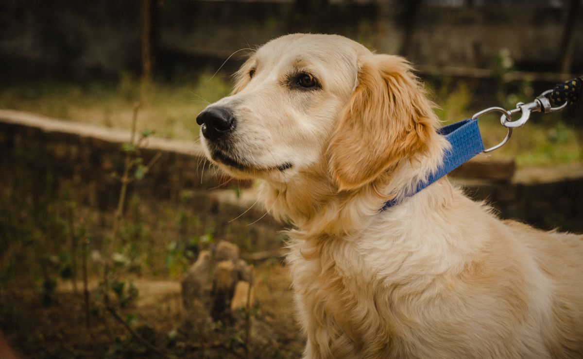 Golden Retriever adulte dans un environnement naturel