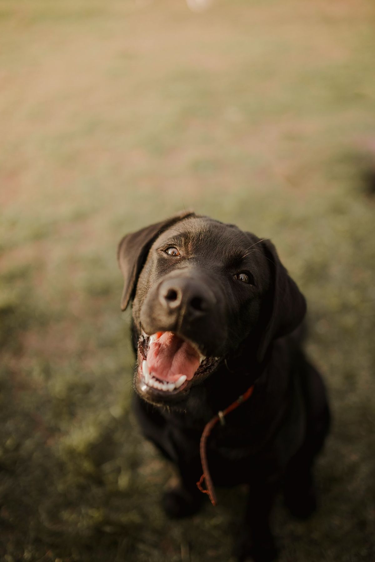Labrador Retriever noir assis dans l’herbe